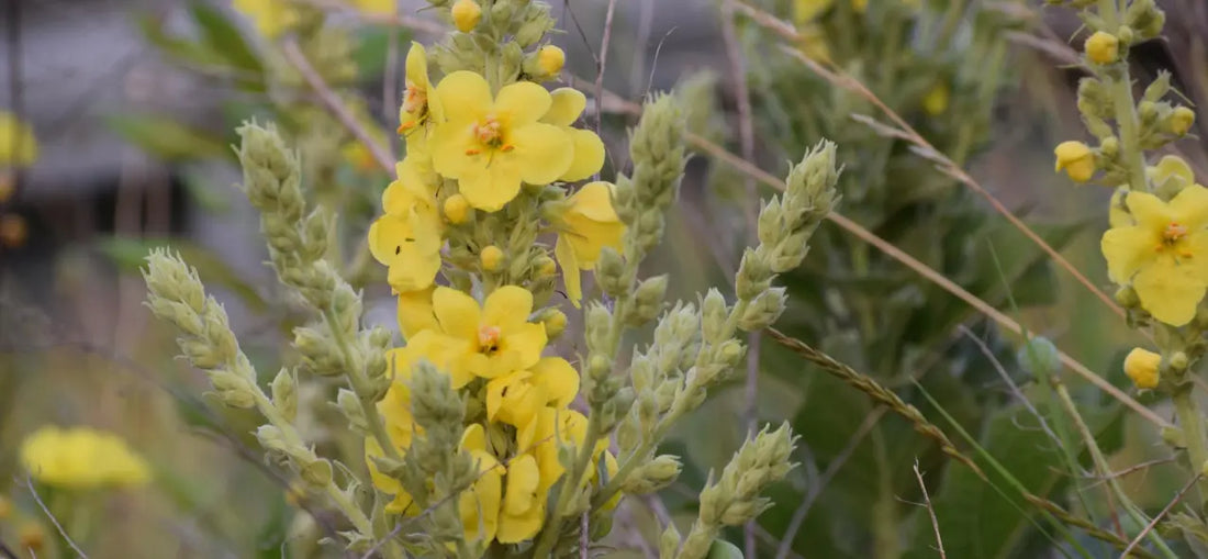 🌿 Mullein for Lung Support: Complete Guide to Mullein Drops, Tea & Benefits G8Central.com