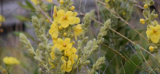 🌿 Mullein for Lung Support: Complete Guide to Mullein Drops, Tea & Benefits G8Central.com