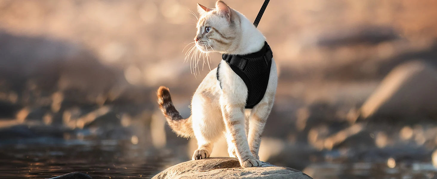 🐱🐾 Escape-Proof Cat Harness and Leash | Soft Adjustable Vest Harness for Walking 🌿 | Easy Control & Comfortable Outdoor Cat Gear