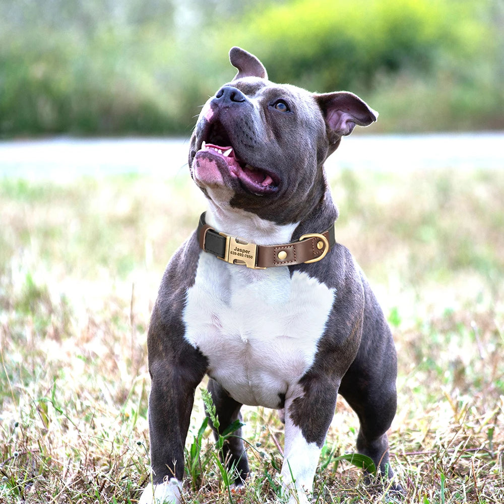 🐶🏷️ Custom Engraved PU Leather Dog Collar – Adjustable ID Tag