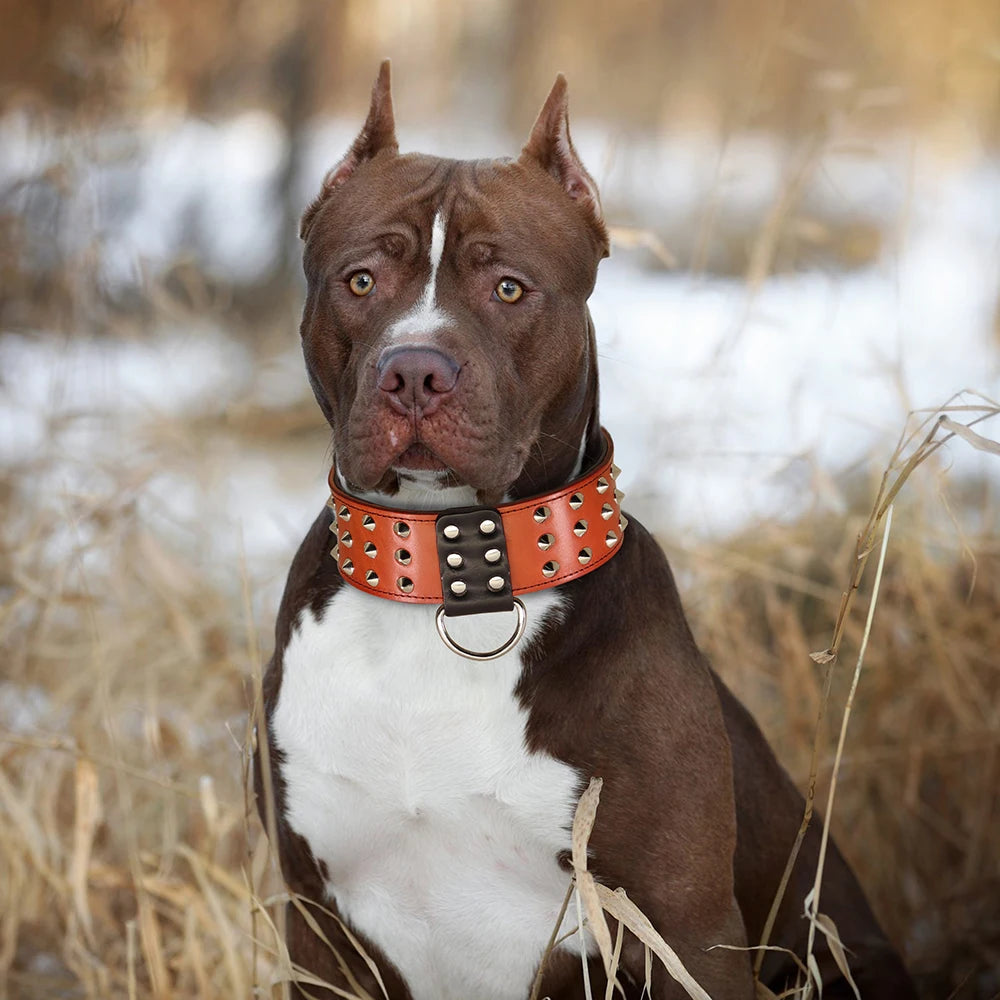 🐕🛡️ Spiked Studded Big Dog Collar – Genuine Leather Wide Anti-Bite Collar for Rottweiler & Pitbull