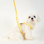 🌈🐾 Macaron Color Dog Harness Collar & Leash Set – Reflective