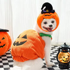 Halloween Pumpkin Dog Costume – Funny Hat & Jacket Outfit
