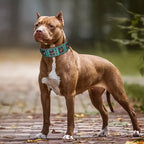🐕🛡️ Spiked Leather Dog Collar – Heavy Duty Adjustable