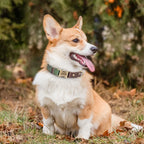 🐶🏷️ Custom Engraved PU Leather Dog Collar – Adjustable ID Tag