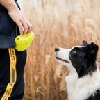🎒🐾 Portable Dog Training Treat Waist Bag – Outdoor Reward Pouch