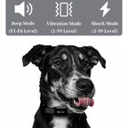 🐶📡 875 yards (800m) Digital Dog Training Collar – Waterproof Rechargeable with LCD