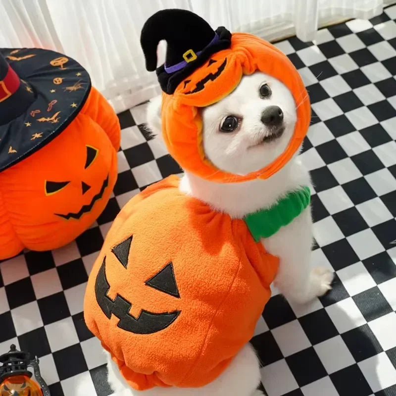 Halloween Pumpkin Dog Costume – Funny Hat & Jacket Outfit