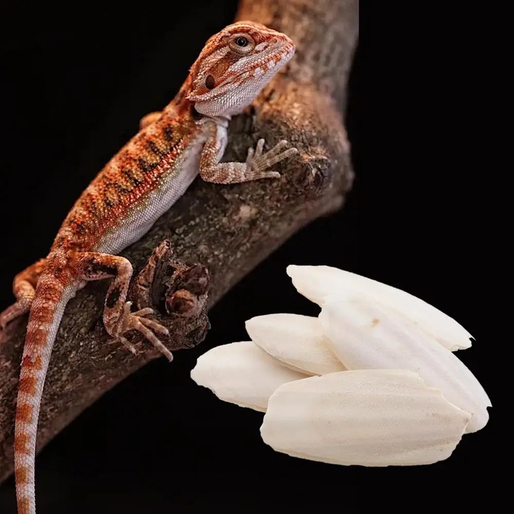 🦜🔔 Parrot Calcium Cuttlefish Bone Perch with Hanging Bell