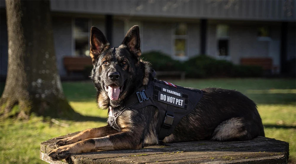 Dog wearing a tactical vest sitting on a log outdoors.