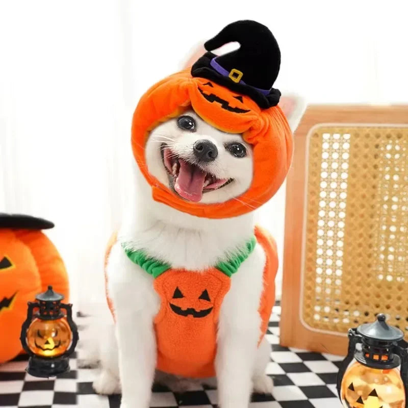 Halloween Pumpkin Dog Costume – Funny Hat & Jacket Outfit