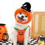 Halloween Pumpkin Dog Costume – Funny Hat & Jacket Outfit