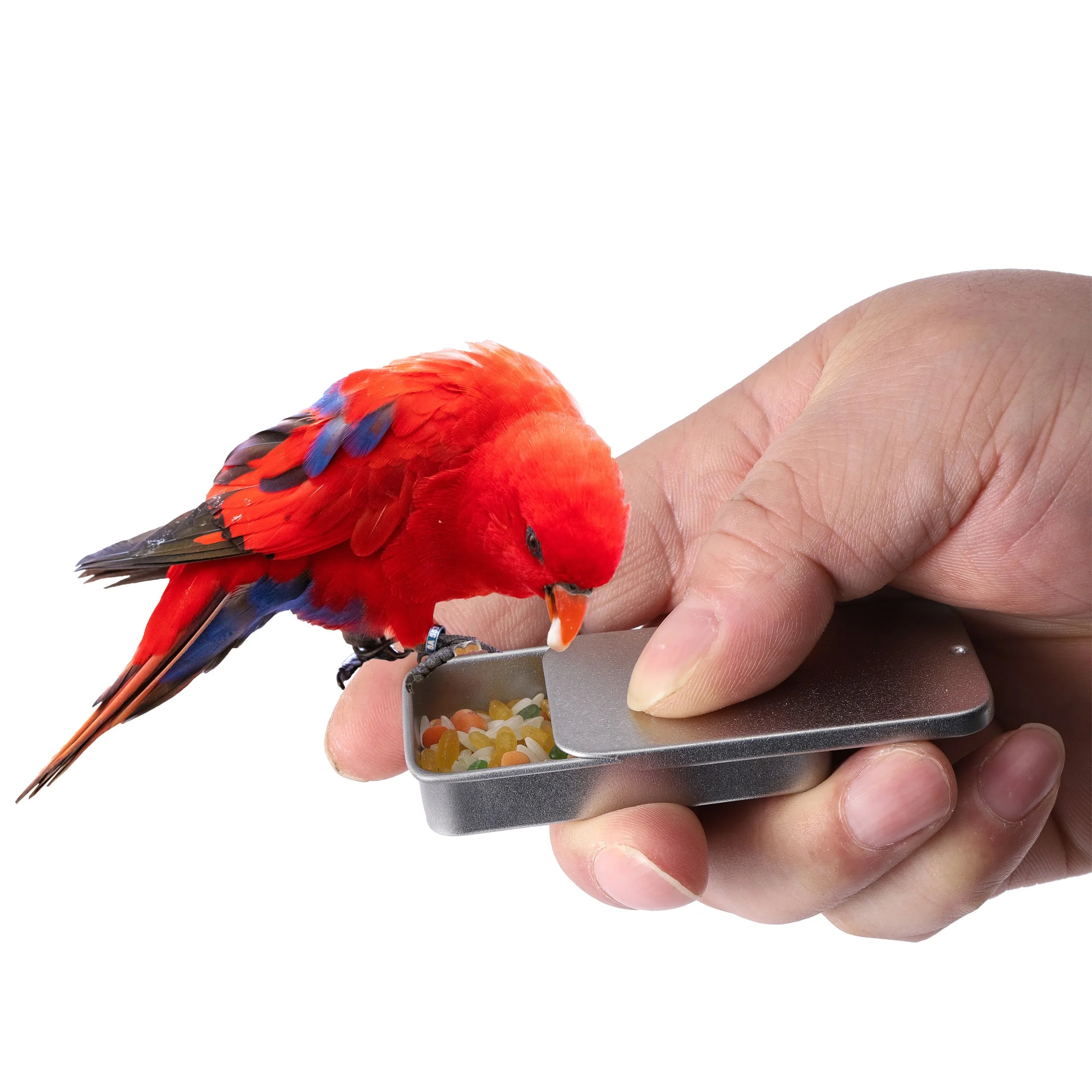 🦜🎁 Mini Handheld Bird Training Food Box – Portable Reward Feeder