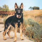 🐕🛡️ Tactical Dog Collar with Handle – Heavy Duty Double Buckle