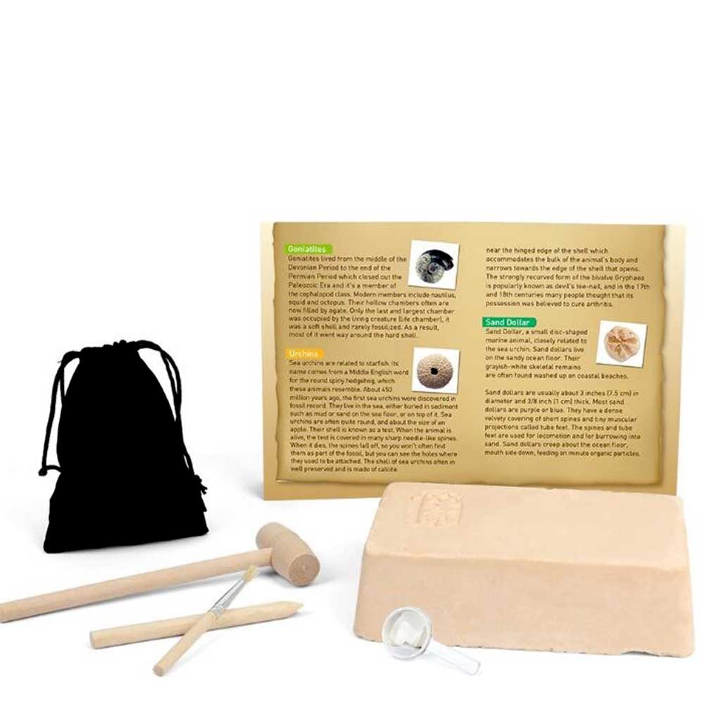 Dinosaur Bone Fossil Dig Kits